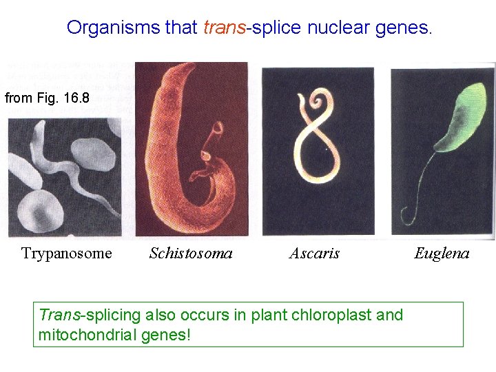Organisms that trans-splice nuclear genes. from Fig. 16. 8 Trypanosome Schistosoma Ascaris Trans-splicing also