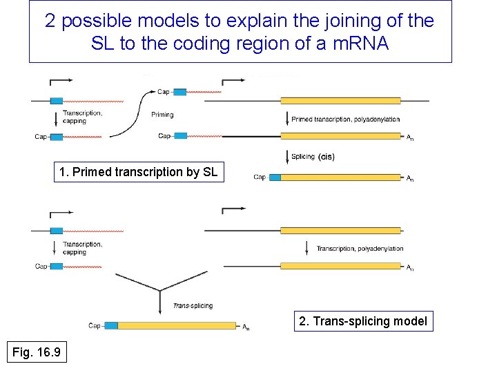 2 possible models to explain the joining of the SL to the coding region