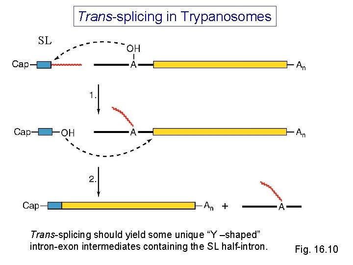 Trans-splicing in Trypanosomes SL Trans-splicing should yield some unique “Y –shaped” intron-exon intermediates containing