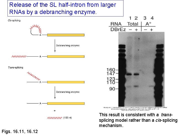 Release of the SL half-intron from larger RNAs by a debranching enzyme. This result