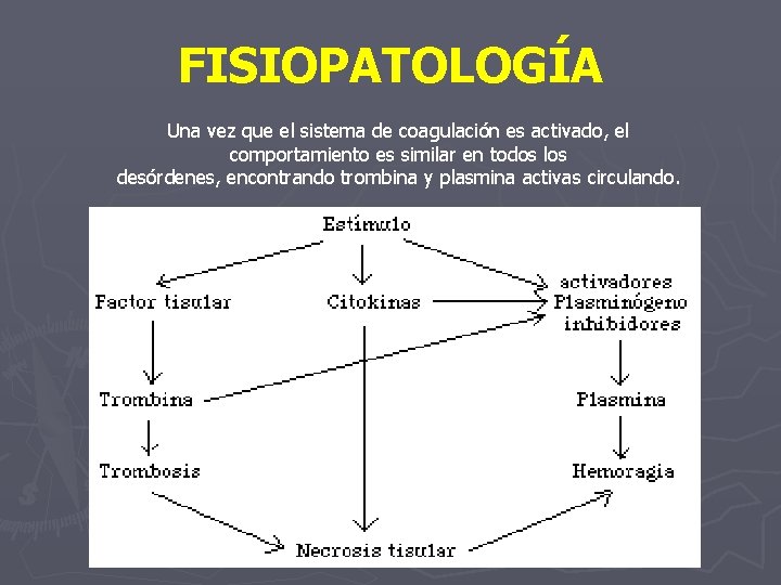 FISIOPATOLOGÍA Una vez que el sistema de coagulación es activado, el comportamiento es similar