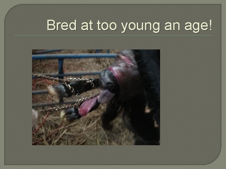 Bred at too young an age! 