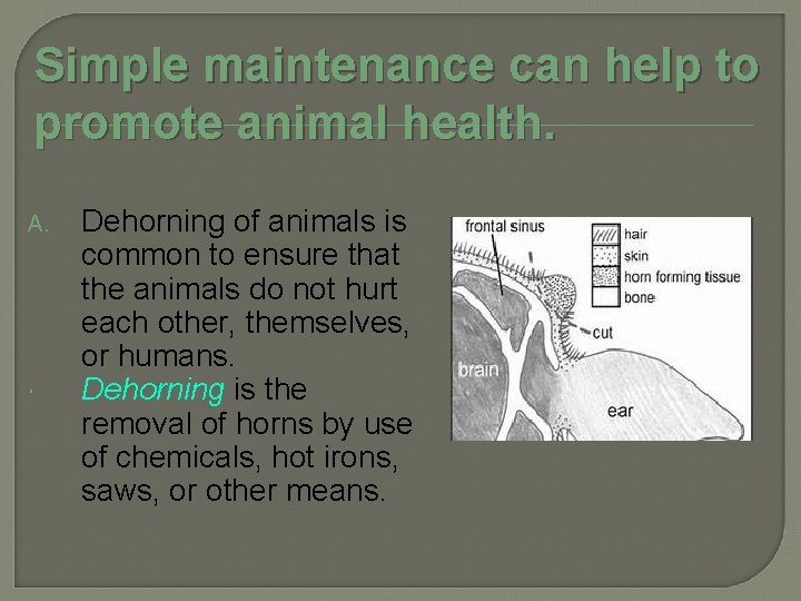 Simple maintenance can help to promote animal health. A. Dehorning of animals is common