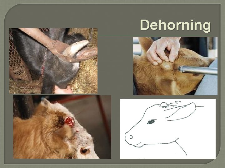 Dehorning 