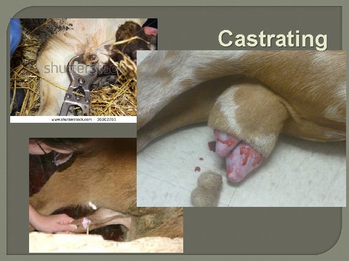 Castrating 