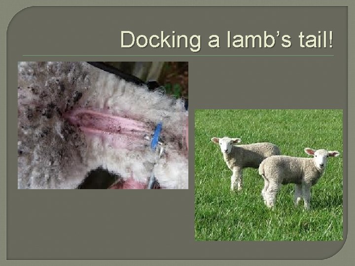 Docking a lamb’s tail! 