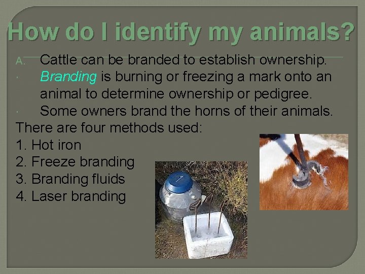 How do I identify my animals? Cattle can be branded to establish ownership. Branding