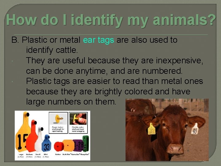 How do I identify my animals? B. Plastic or metal ear tags are also