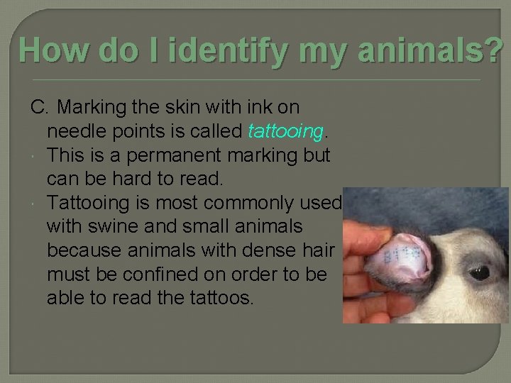 How do I identify my animals? C. Marking the skin with ink on needle