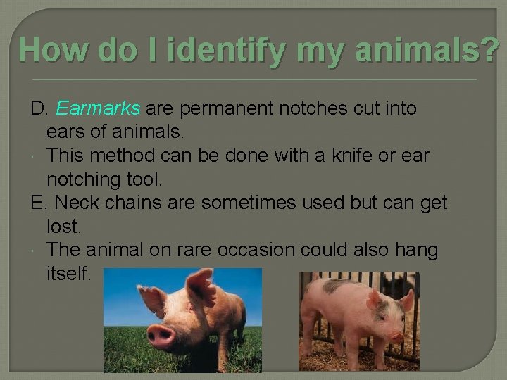 How do I identify my animals? D. Earmarks are permanent notches cut into ears