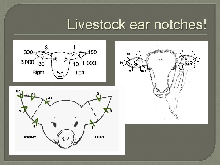 Livestock ear notches! 
