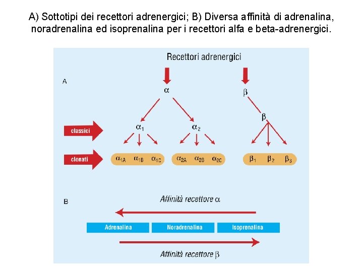 A) Sottotipi dei recettori adrenergici; B) Diversa affinità di adrenalina, noradrenalina ed isoprenalina per