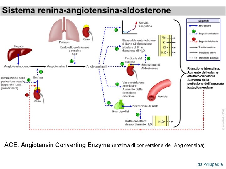 ACE: Angiotensin Converting Enzyme (enzima di conversione dell’Angiotensina) da Wikipedia 