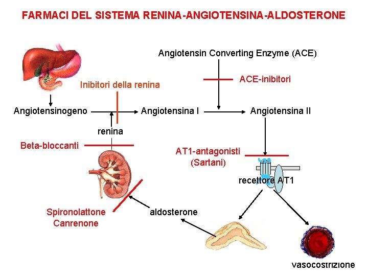 FARMACI DEL SISTEMA RENINA-ANGIOTENSINA-ALDOSTERONE Angiotensin Converting Enzyme (ACE) ACE-inibitori Inibitori della renina Angiotensinogeno Angiotensina