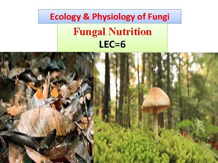 Ecology & Physiology of Fungi Fungal Nutrition LEC=6 
