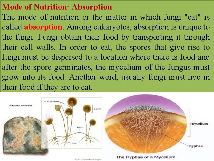 Mode of Nutrition: Absorption The mode of nutrition or the matter in which fungi