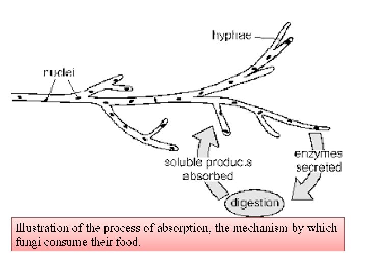 Illustration of the process of absorption, the mechanism by which fungi consume their food.