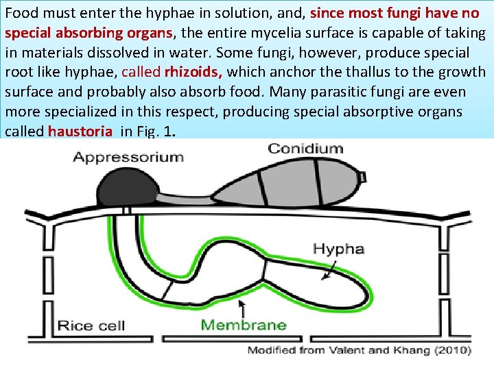 Food must enter the hyphae in solution, and, since most fungi have no special