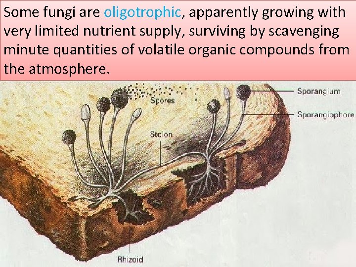 Some fungi are oligotrophic, apparently growing with very limited nutrient supply, surviving by scavenging
