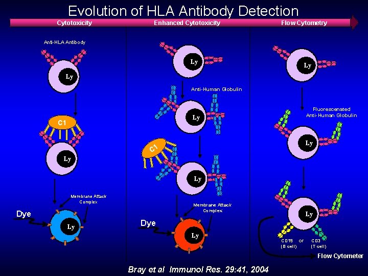 Evolution of HLA Antibody Detection Cytotoxicity Enhanced Cytotoxicity Flow Cytometry Anti-HLA Antibody Ly Ly