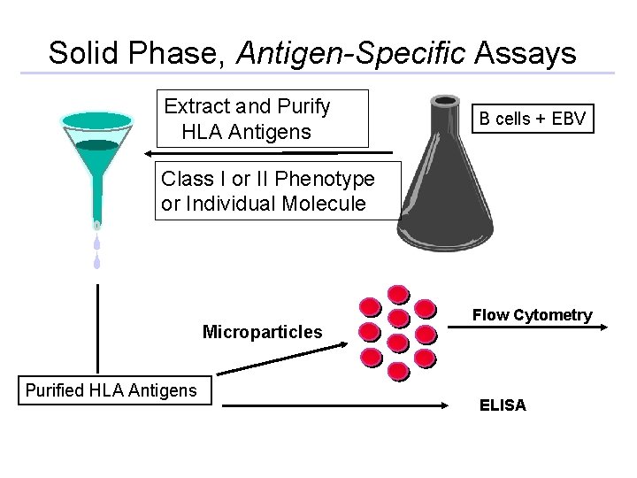 Solid Phase, Antigen-Specific Assays Extract and Purify HLA Antigens B cells + EBV Class