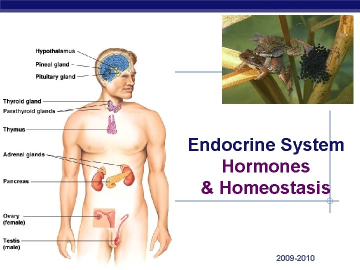 Endocrine System Hormones & Homeostasis Regents Biology 2009 -2010 