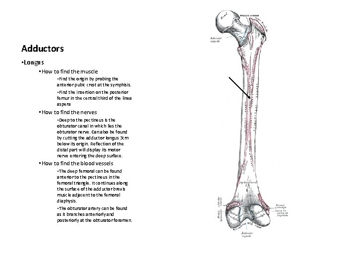 Adductors • Longus • How to find the muscle • Find the origin by