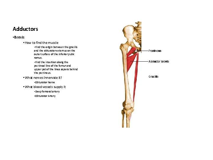 Adductors • Brevis • How to find the muscle • Find the origin between