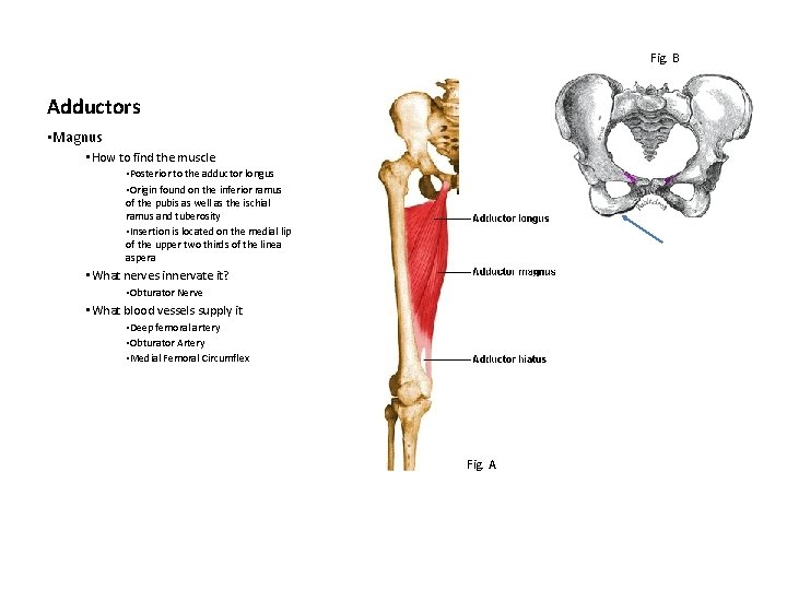 Fig. B Adductors • Magnus • How to find the muscle • Posterior to