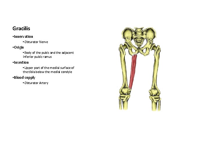 Gracilis • Innervation • Obturator Nerve • Origin • Body of the pubis and