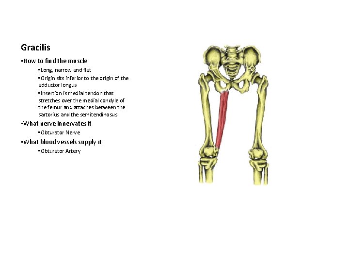 Gracilis • How to find the muscle • Long, narrow and flat • Origin