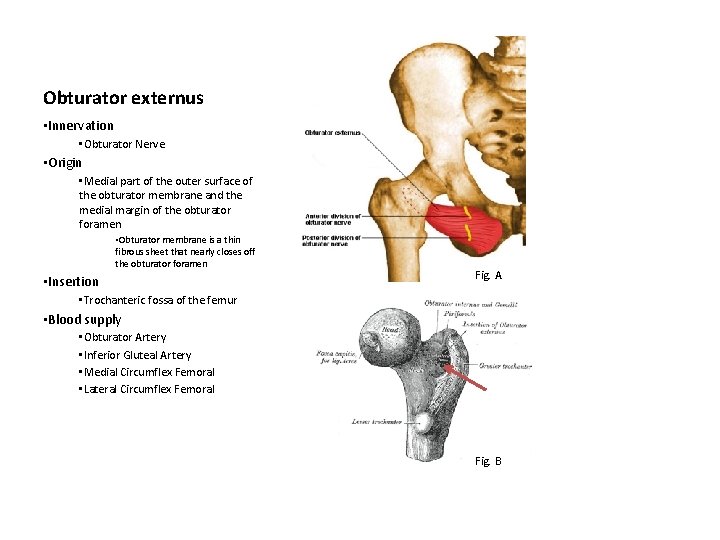 Obturator externus • Innervation • Obturator Nerve • Origin • Medial part of the