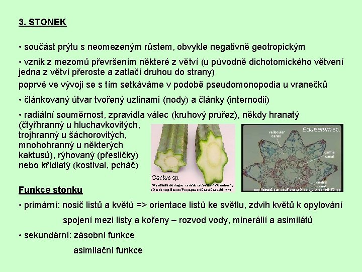 3. STONEK • součást prýtu s neomezeným růstem, obvykle negativně geotropickým • vznik z