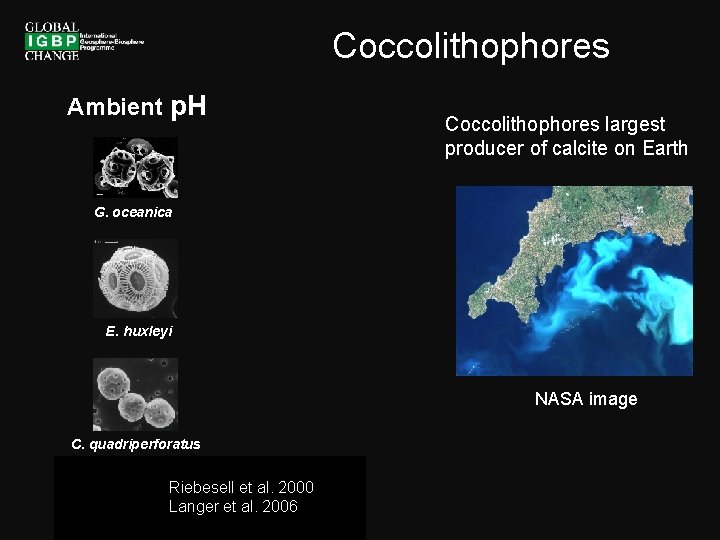Coccolithophores Ambient p. H Coccolithophores largest producer of calcite on Earth G. oceanica E.