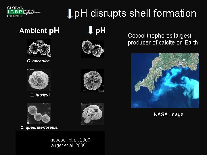 p. H disrupts shell formation Ambient p. H Coccolithophores largest producer of calcite on