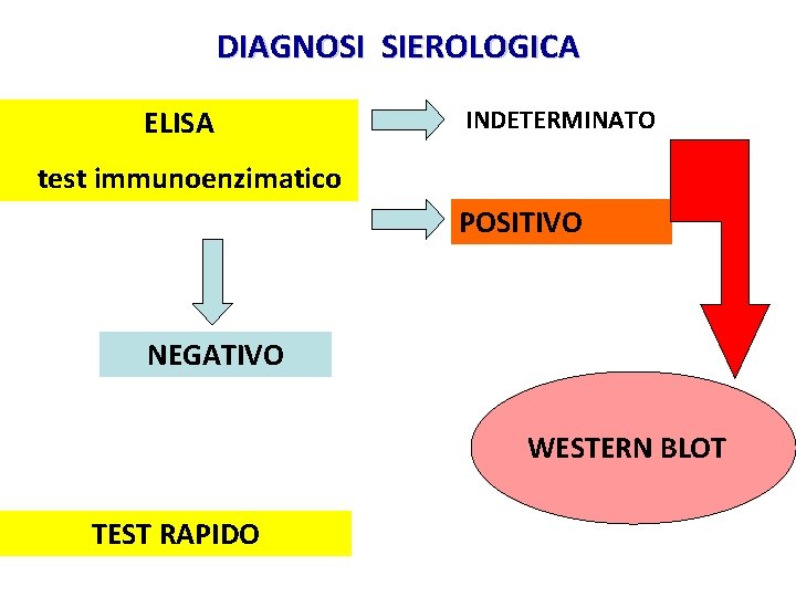 DIAGNOSI SIEROLOGICA ELISA INDETERMINATO test immunoenzimatico POSITIVO NEGATIVO WESTERN BLOT TEST RAPIDO 