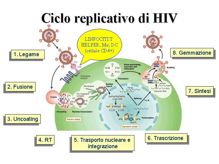 Ciclo replicativo di HIV 1. Legame LINFOCITI T HELPER, Mø, DC (cellule CD 4+)