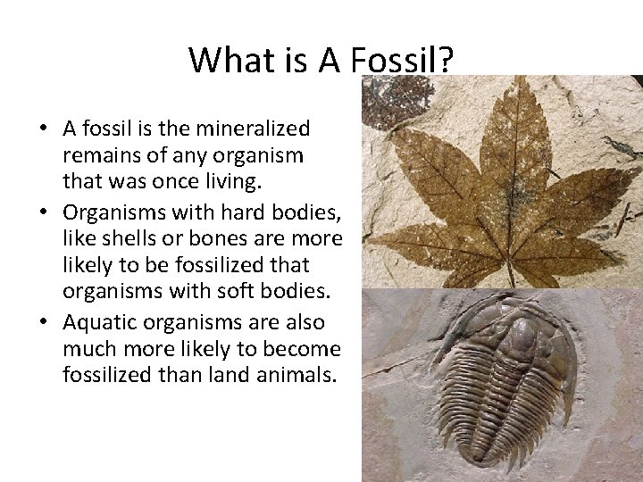 What is A Fossil? • A fossil is the mineralized remains of any organism