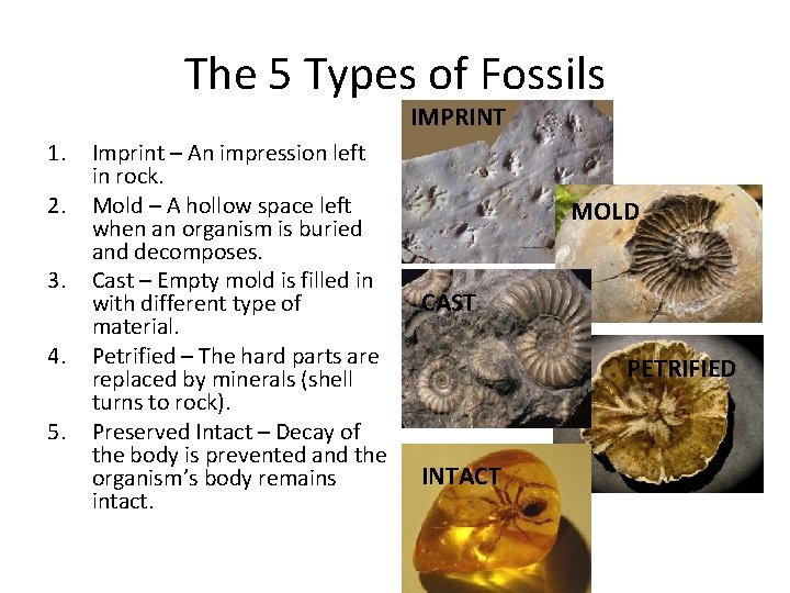 The 5 Types of Fossils IMPRINT 1. 2. 3. 4. 5. Imprint – An