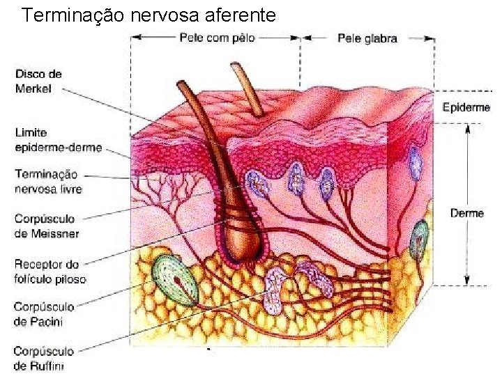 Terminação nervosa aferente Terminação nervosa aferente