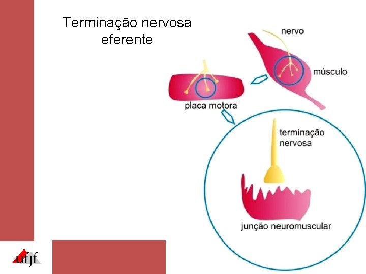 Terminação nervosa eferente Terminação nervosa eferente
