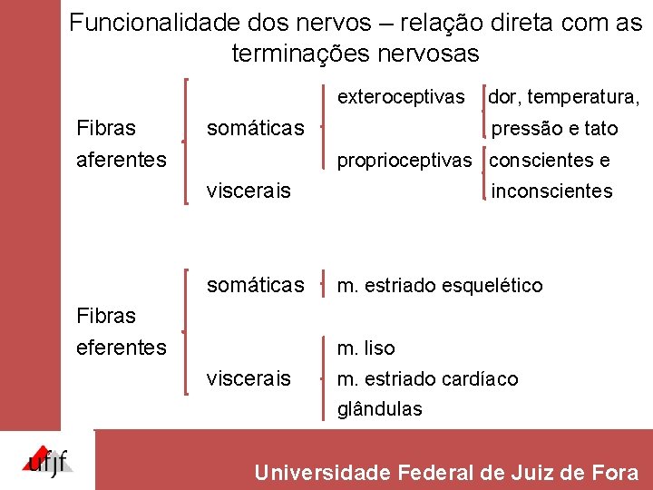 Funcionalidade dos nervos – relação direta com as terminações nervosas exteroceptivas Fibras aferentes somáticas Funcionalidade dos nervos – relação direta com as terminações nervosas exteroceptivas Fibras aferentes somáticas