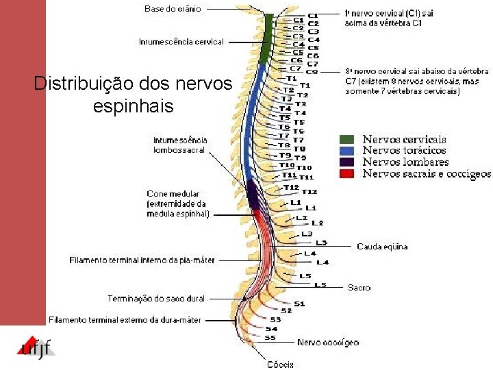 Distribuição dos nervos espinhais Distribuição dos nervos espinhais
