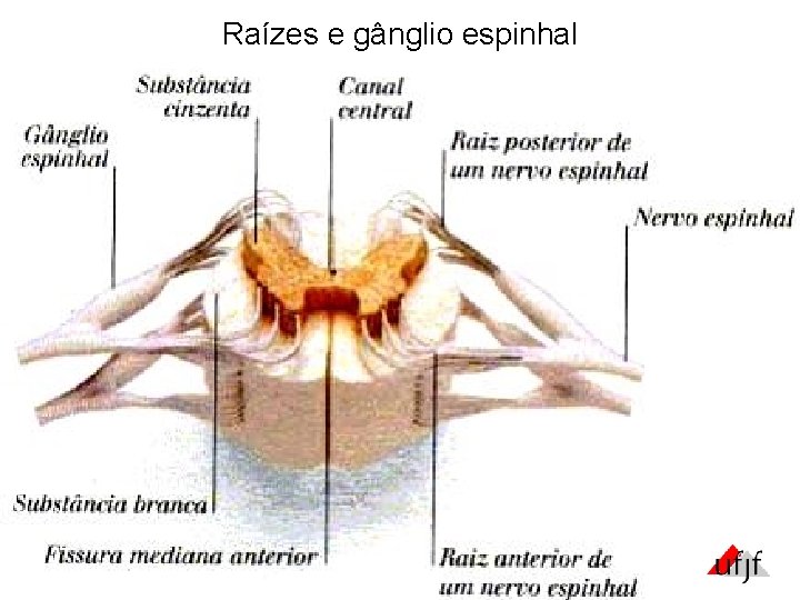 Raízes e gânglio espinhal Raízes e gânglio espinhal