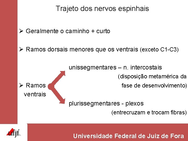 Trajeto dos nervos espinhais Ø Geralmente o caminho + curto Ø Ramos dorsais menores Trajeto dos nervos espinhais Ø Geralmente o caminho + curto Ø Ramos dorsais menores
