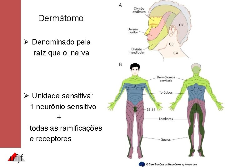 Dermátomo Ø Denominado pela raiz que o inerva Ø Unidade sensitiva: 1 neurônio sensitivo Dermátomo Ø Denominado pela raiz que o inerva Ø Unidade sensitiva: 1 neurônio sensitivo