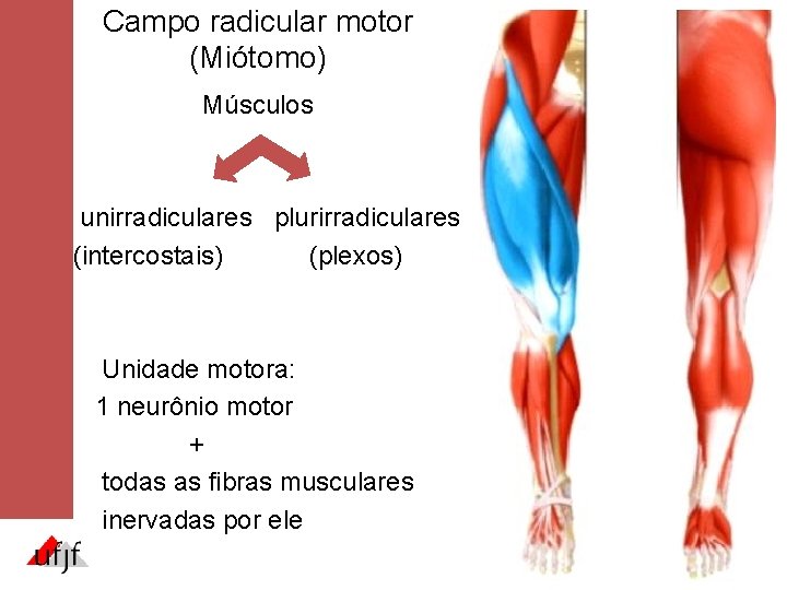 Campo radicular motor (Miótomo) Músculos unirradiculares plurirradiculares (intercostais) (plexos) Unidade motora: 1 neurônio motor Campo radicular motor (Miótomo) Músculos unirradiculares plurirradiculares (intercostais) (plexos) Unidade motora: 1 neurônio motor