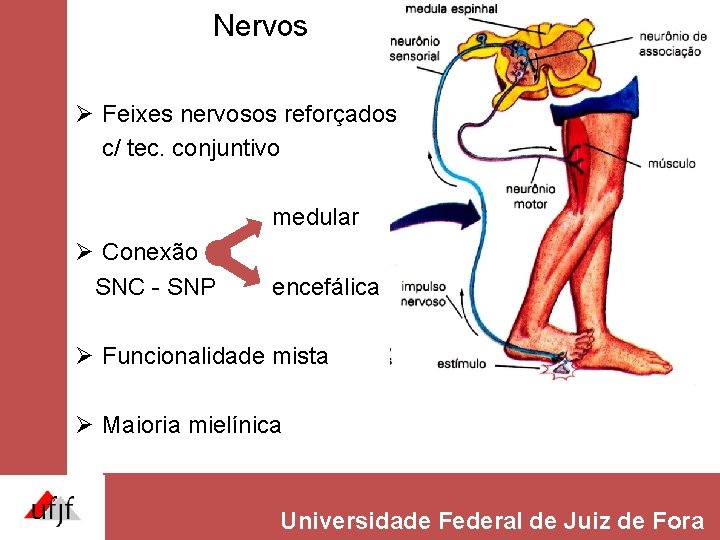 Nervos Ø Feixes nervosos reforçados c/ tec. conjuntivo medular Ø Conexão SNC - SNP Nervos Ø Feixes nervosos reforçados c/ tec. conjuntivo medular Ø Conexão SNC - SNP