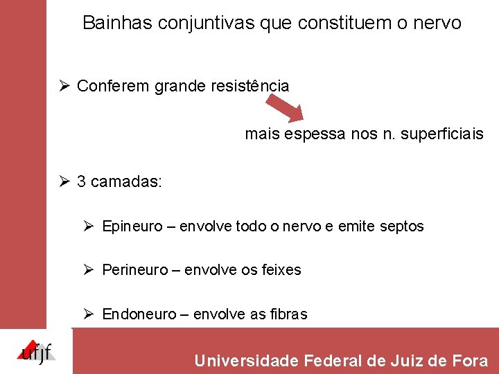 Bainhas conjuntivas que constituem o nervo Ø Conferem grande resistência mais espessa nos n. Bainhas conjuntivas que constituem o nervo Ø Conferem grande resistência mais espessa nos n.