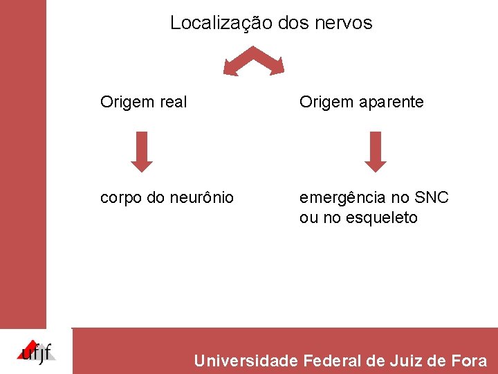 Localização dos nervos Origem real Origem aparente corpo do neurônio emergência no SNC ou Localização dos nervos Origem real Origem aparente corpo do neurônio emergência no SNC ou